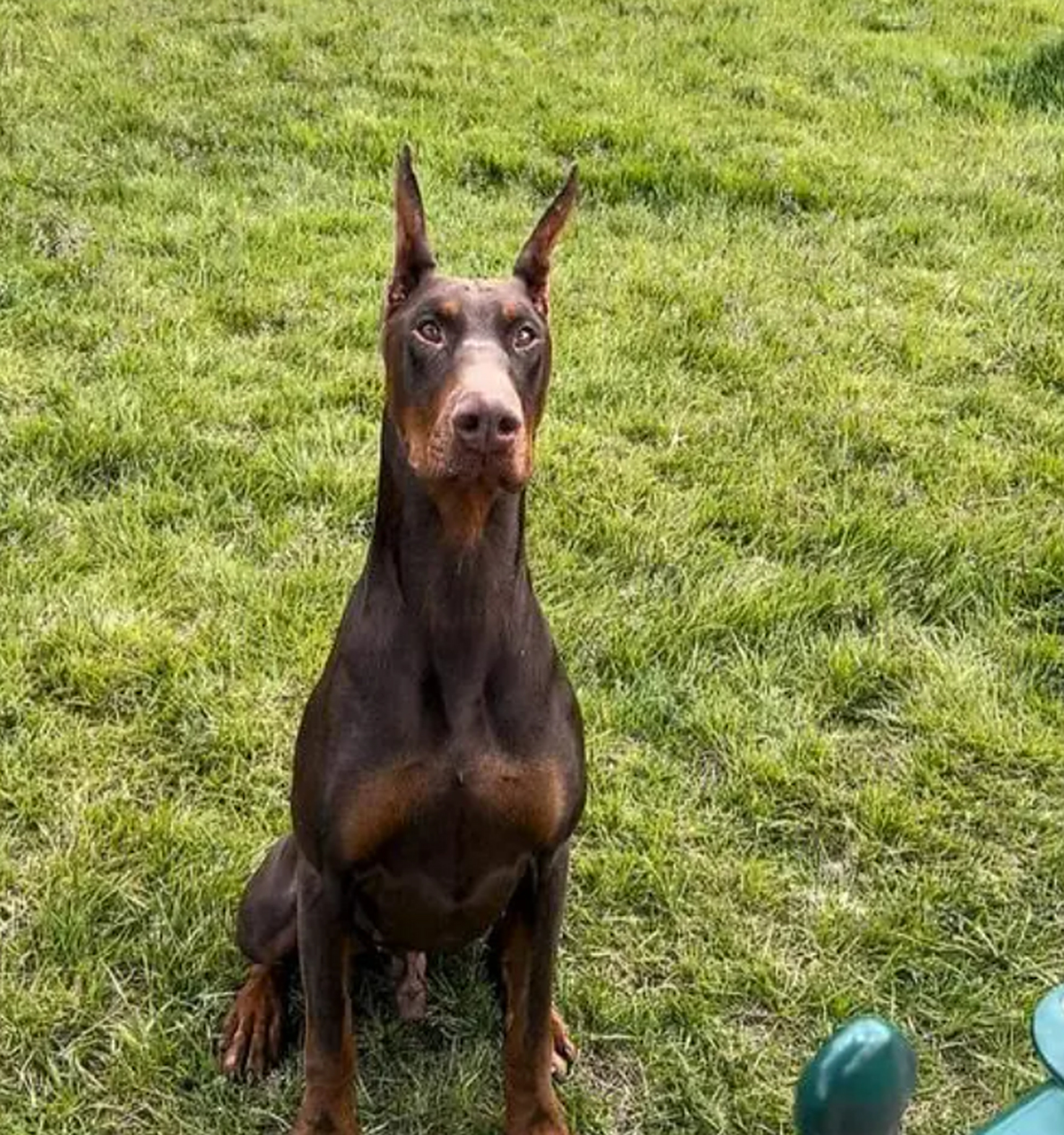 基本外观特征:杜宾犬具有特殊的外貌特征,包括中等体型,严重的肌肉