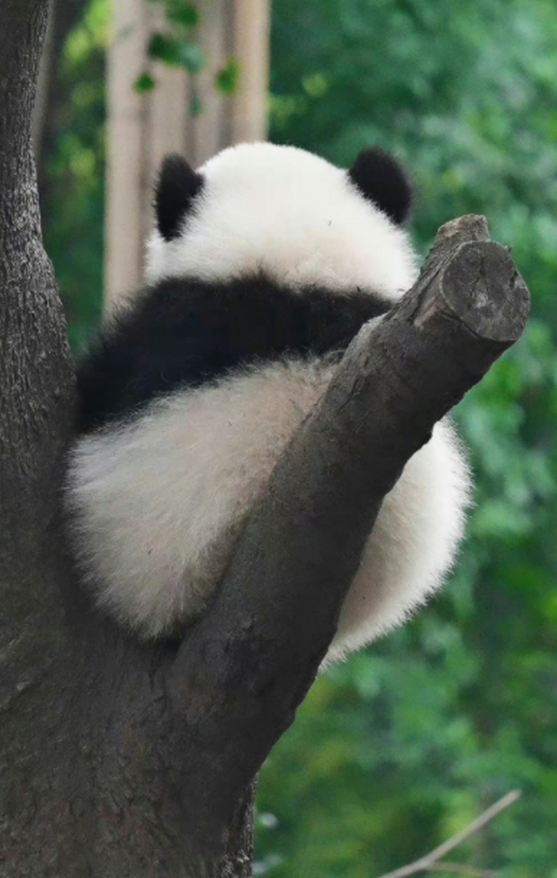 又被花花这张可爱照片萌到了,作为熊猫界的顶流明星花花,一直都备受