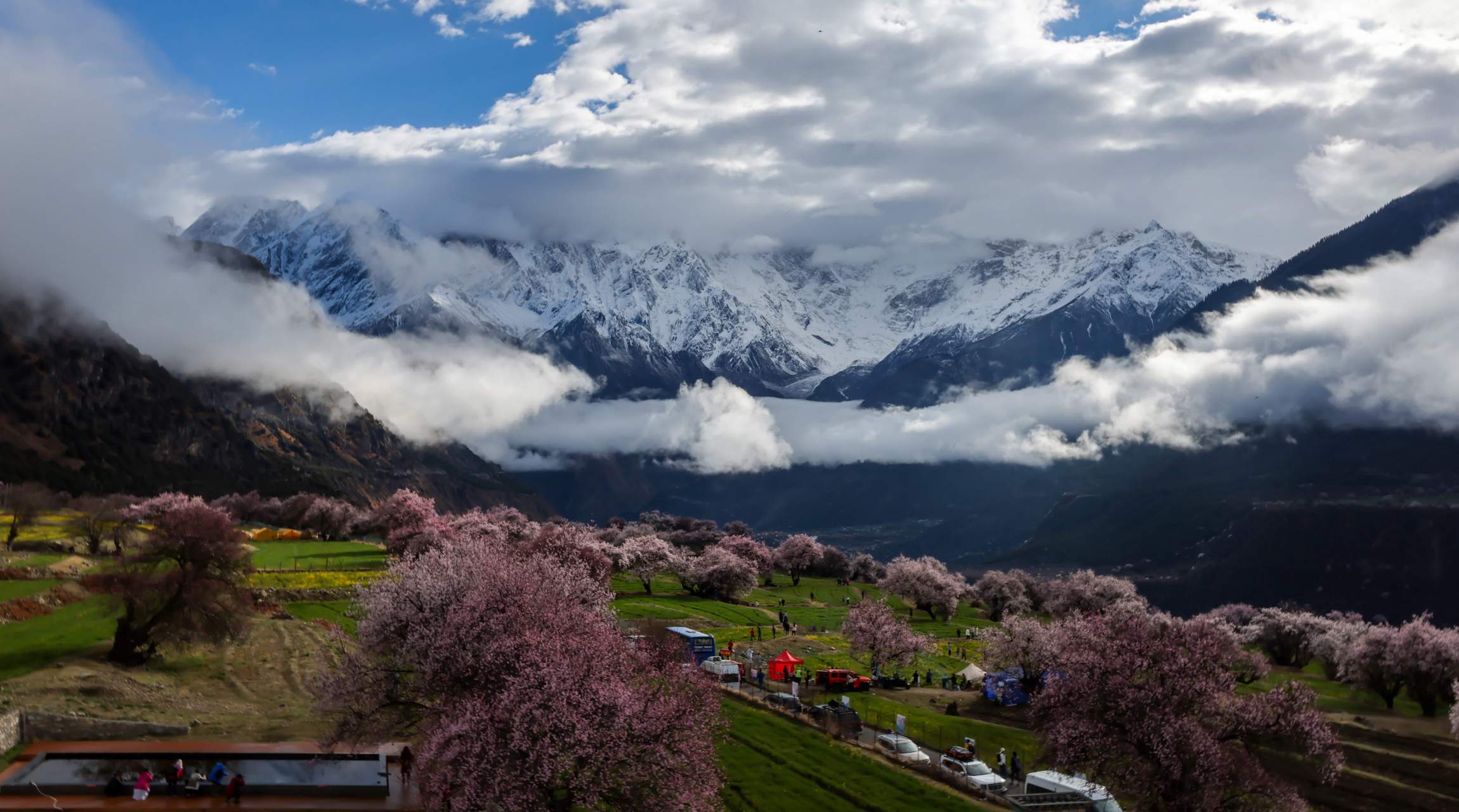 西藏米林市派索松村镇的桃花进入盛开期,吸引游客前来观赏,拍摄.