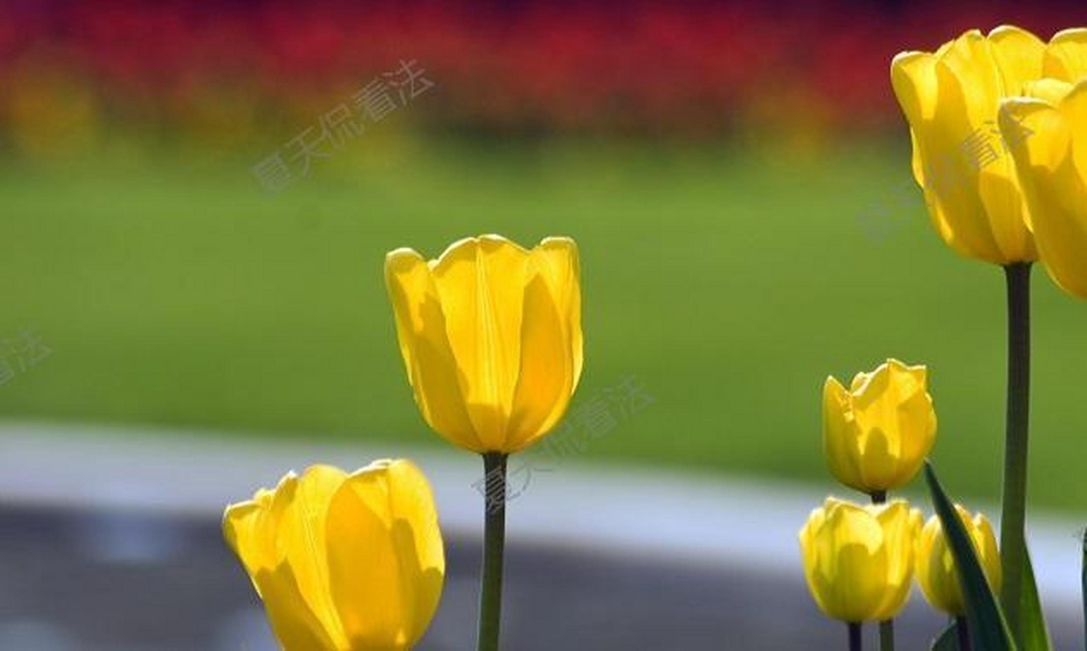 砥砺前行:不断超越自我  生活就像一场长跑比赛,我们在赛道上奔跑,不