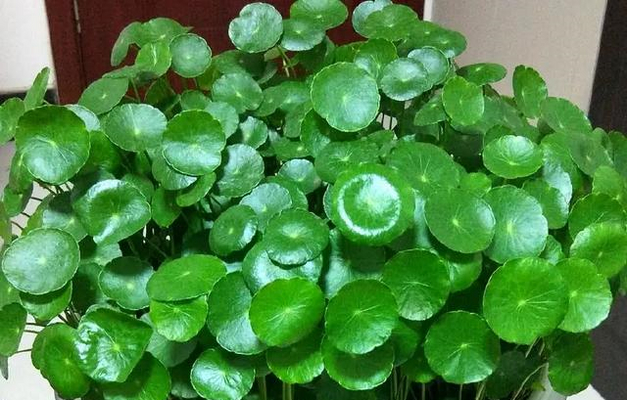 所有的绿色植物必须在阳光照射下才能进行光照作用,特别是喜欢阳光