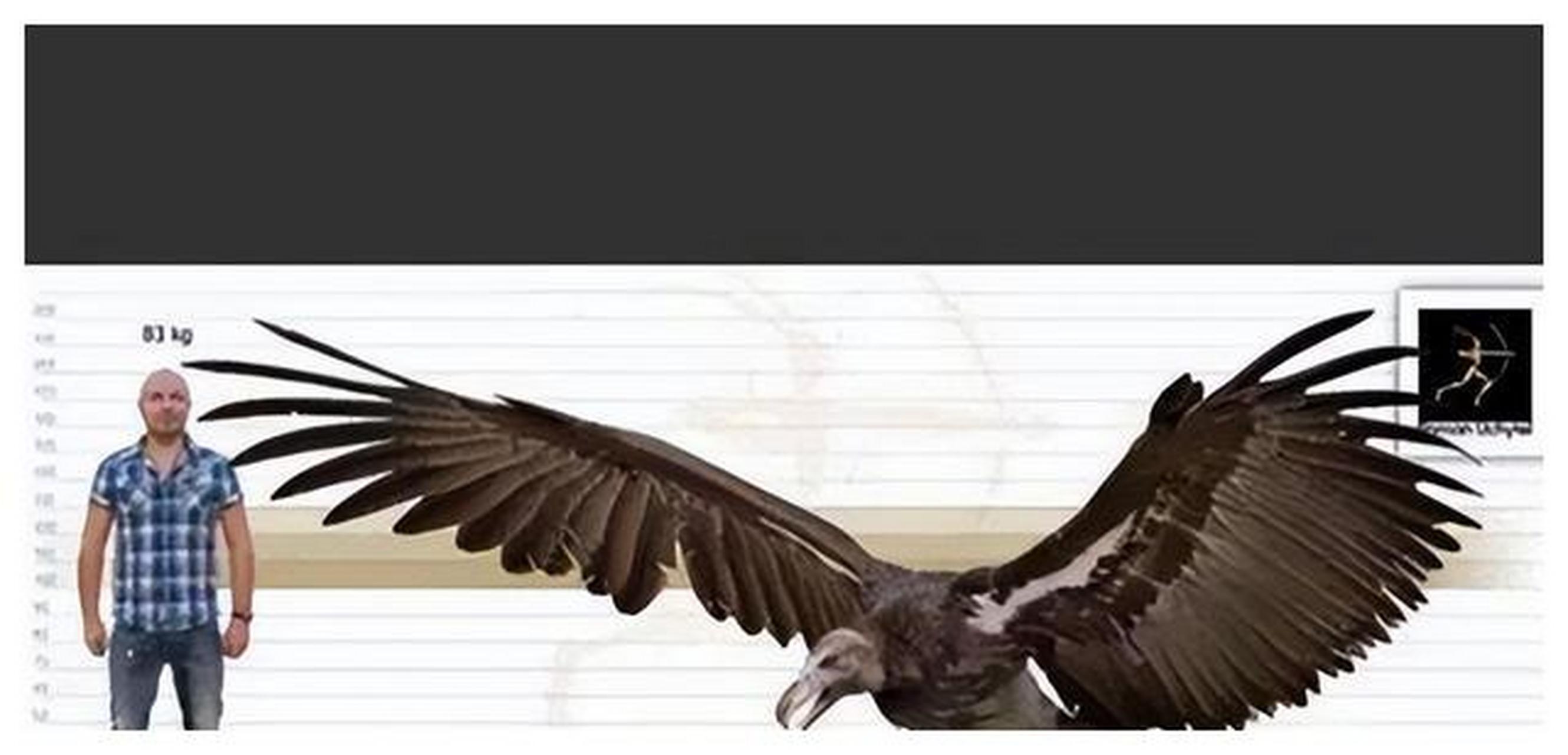 世界上最大的鹰,角雕还是食猿雕?