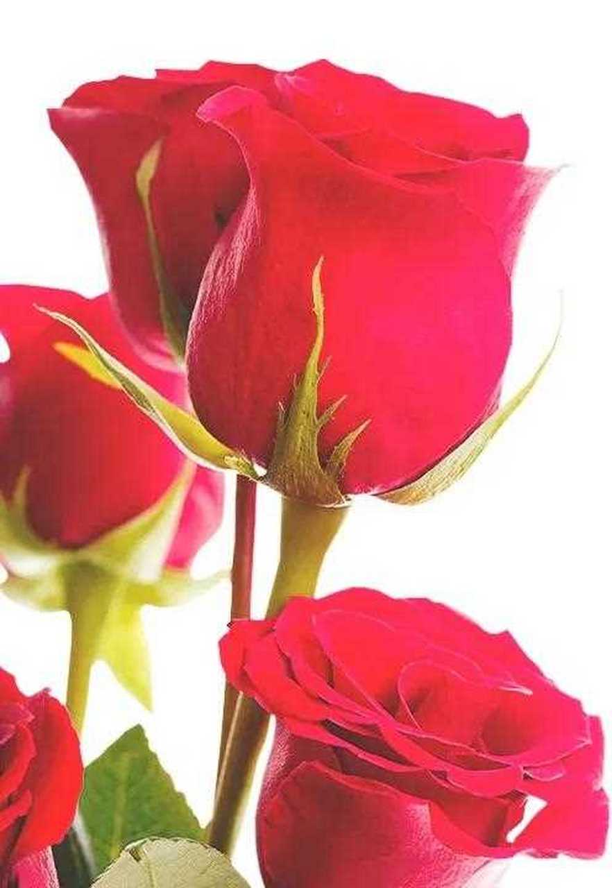 红色的玫瑰花,花语一爱情花,象征着爱情的长长久久,甜蜜幸福!