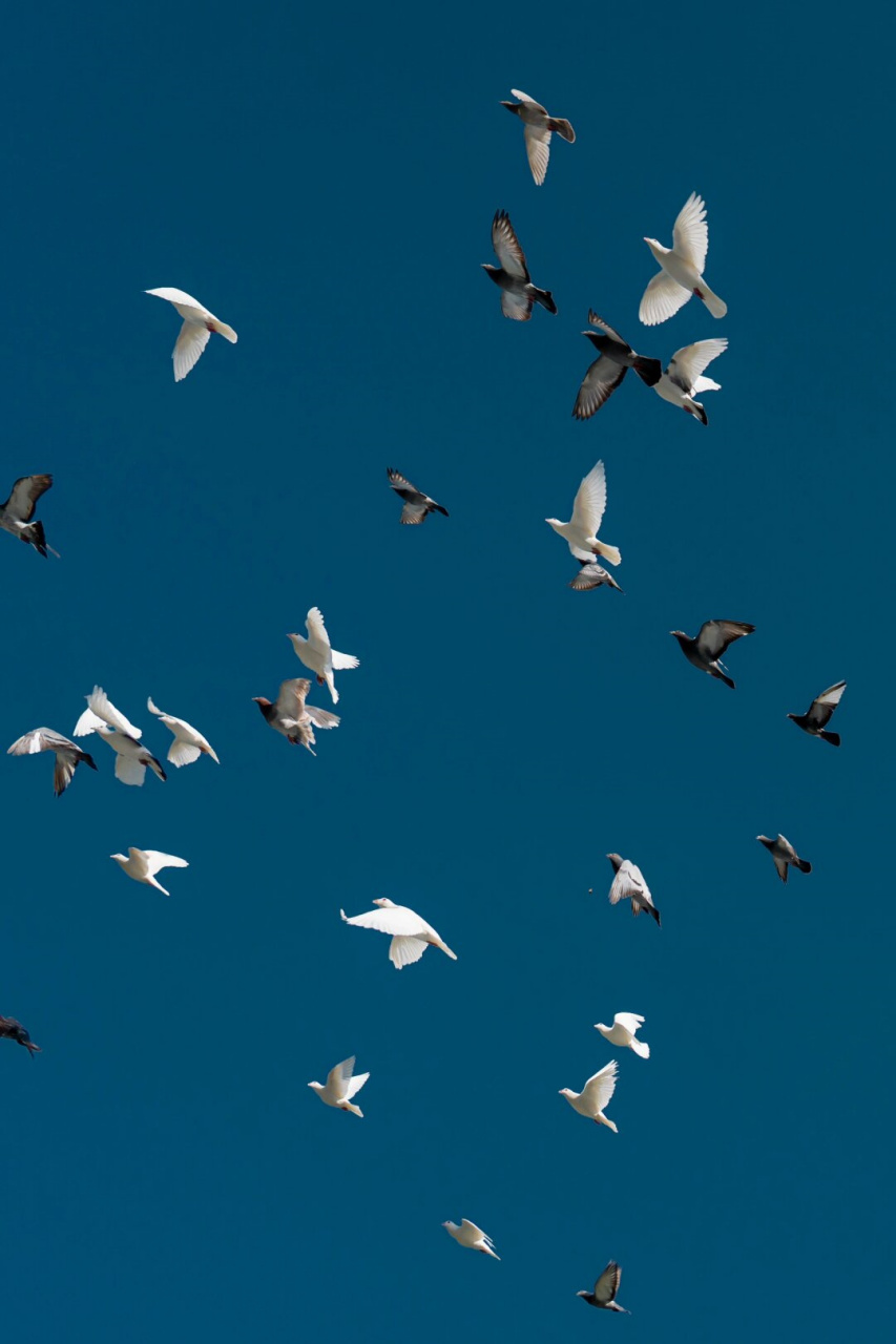 鸽子舞动翅膀,掠过水面,飞向那华丽的人间
