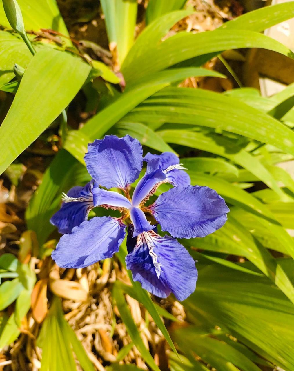 蓝蝴蝶 紫蝴蝶 紫蝴蝶 蓝蝴蝶 紫蝴蝶 紫蝴蝶 蓝蝴蝶