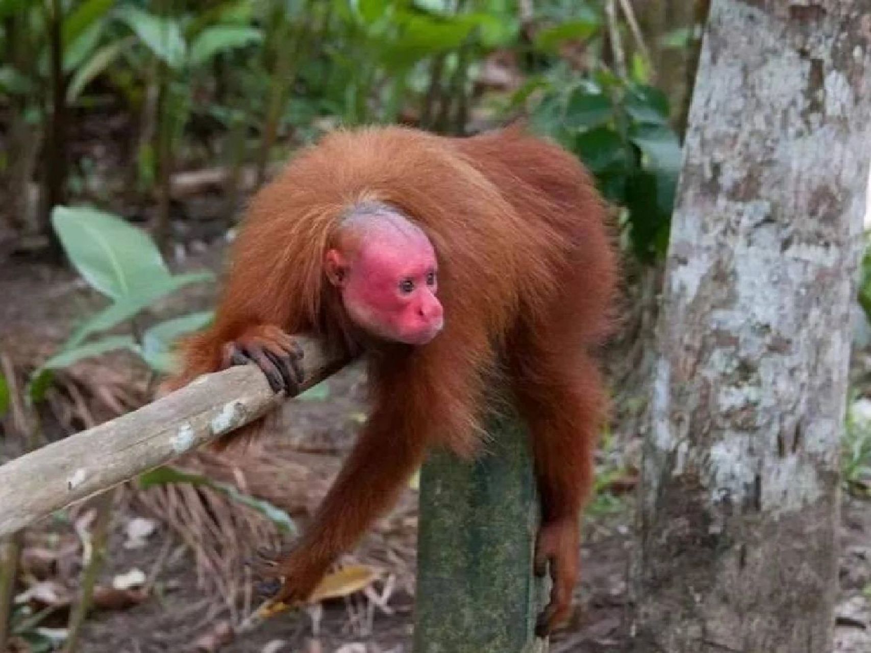 每天认识一种宝藏动物 中文名:赤秃猴 简介:赤秃猴属于白秃猴的亚种.