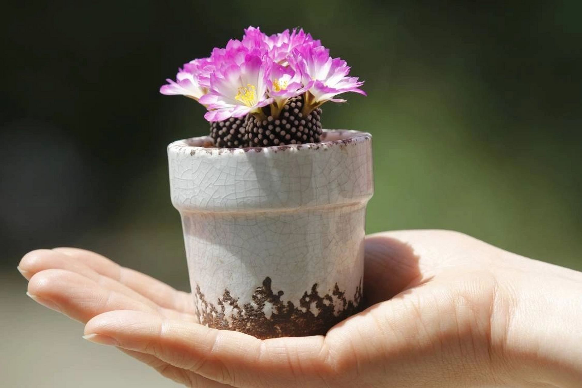 松针牡丹 松针牡丹,仙人球里的小精致,密密麻麻白白的小疣突,不扎手