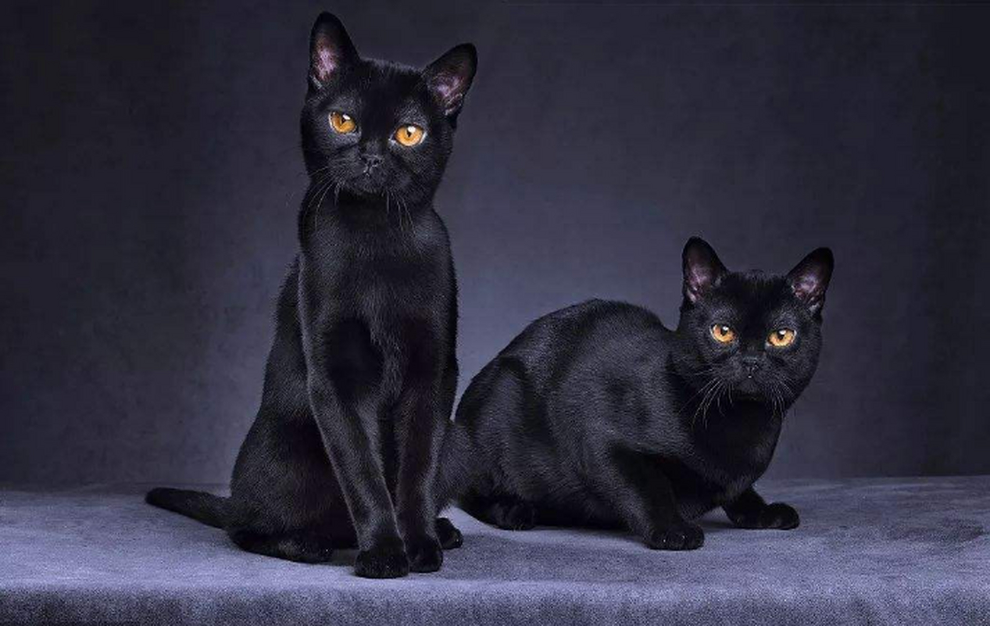 黑暗精灵——孟买猫  在猫的王国里,有一种独特的存在,它就是孟买猫