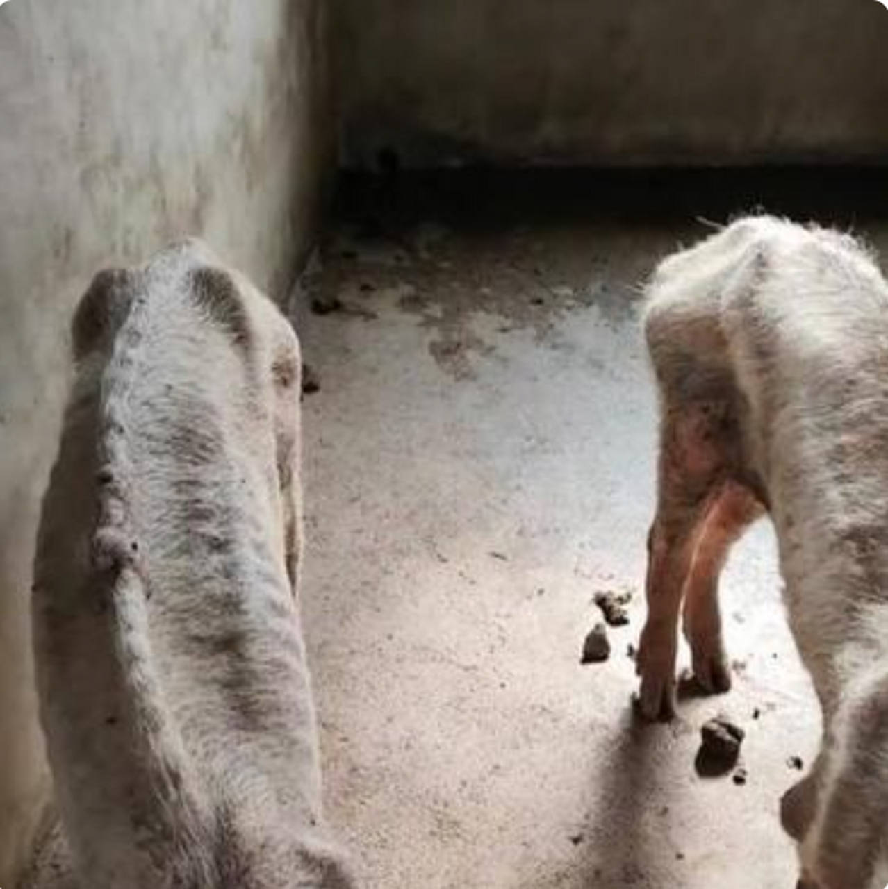 这猪瘦的就剩肋骨了.