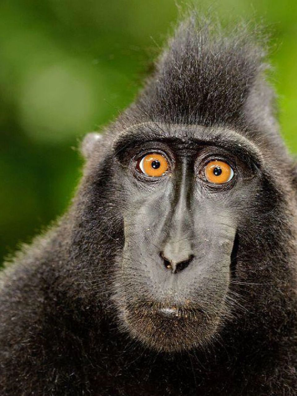 每天陪孩子一起瞧动物98(day156)  96名称:黑冠猕猴(macaca nigra