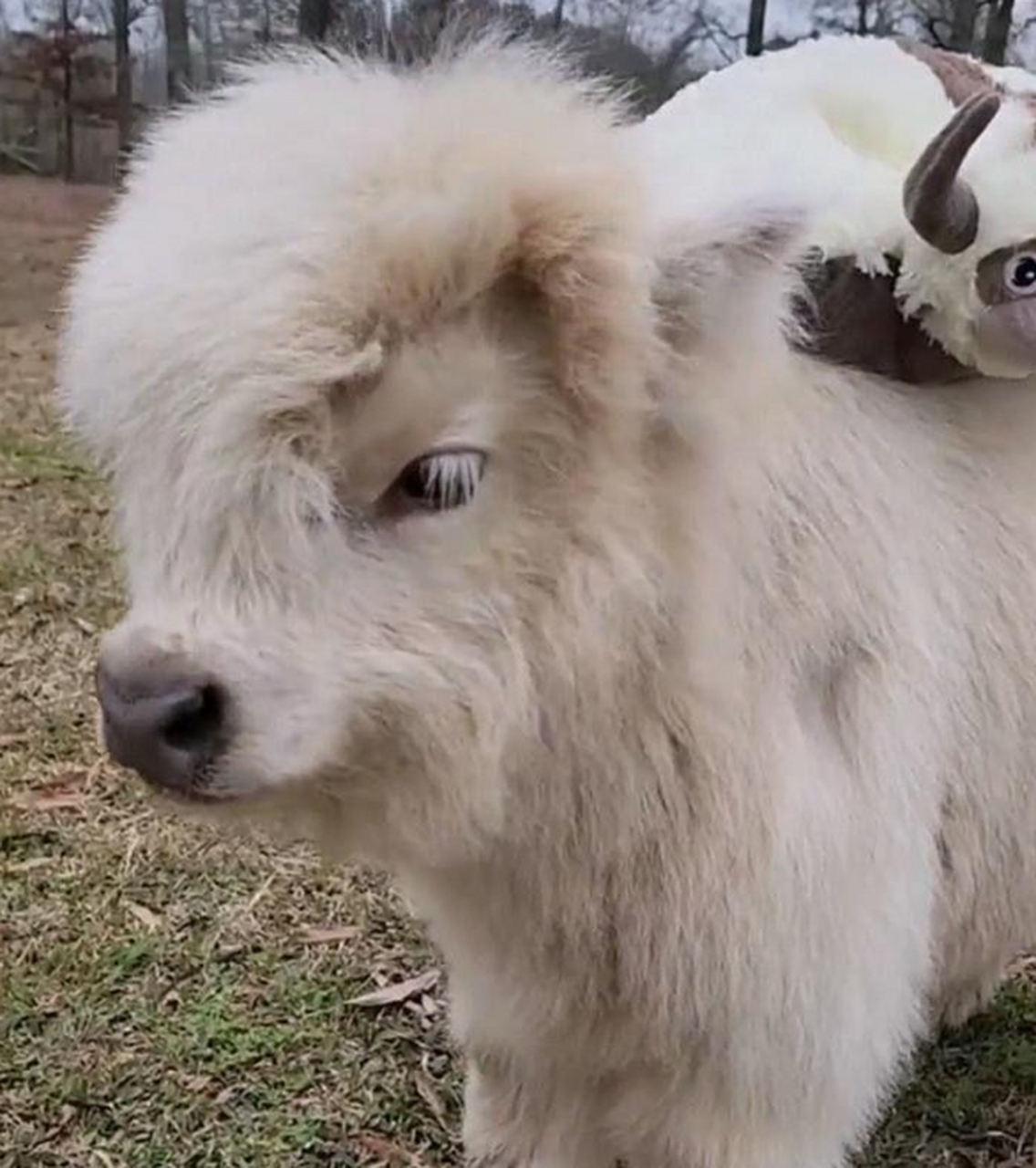 这是宠物牛吗?看着还挺可爱的