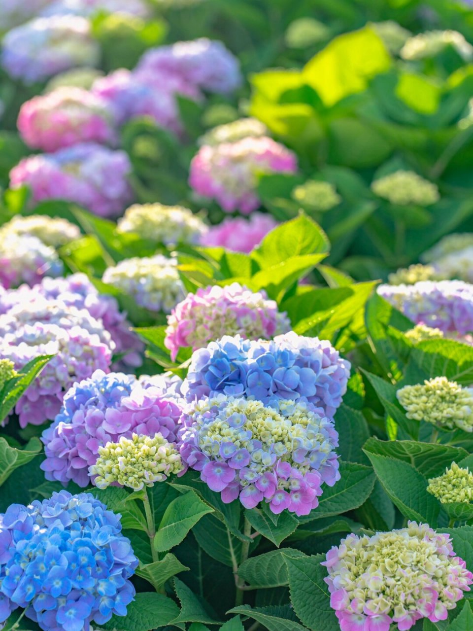 云南的浪漫,鲜花94天空94各占一半  昆明最大的绣球花海竟然藏在