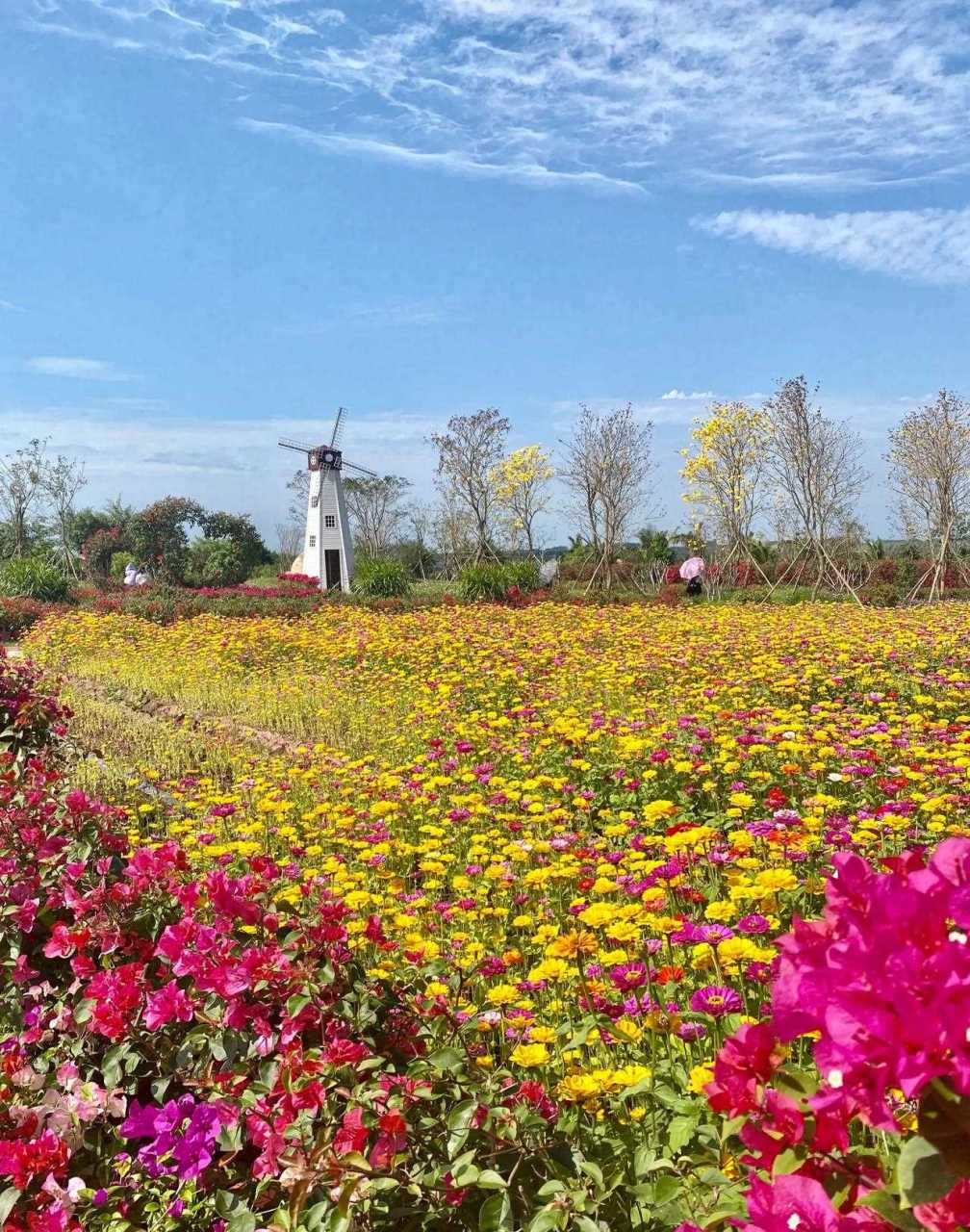 很震撼】 景点聚源花卉(昌江聚源三角梅基地) 地址昌江乌烈镇峨港村光