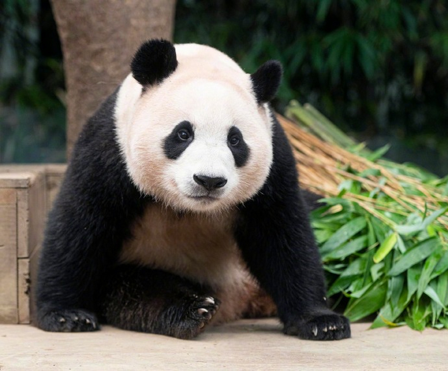 7月7日,三星爱宝乐园的两只熊猫----爱宝和乐宝,喜添雌性双胞胎.恭喜