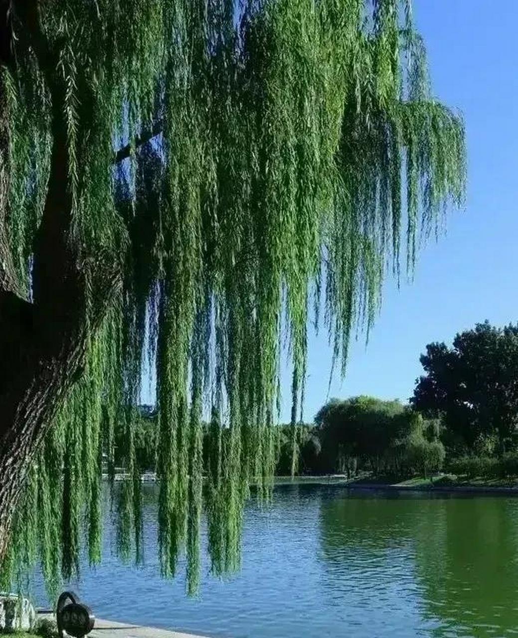 上联:春水碧波堤岸柳 下联:?