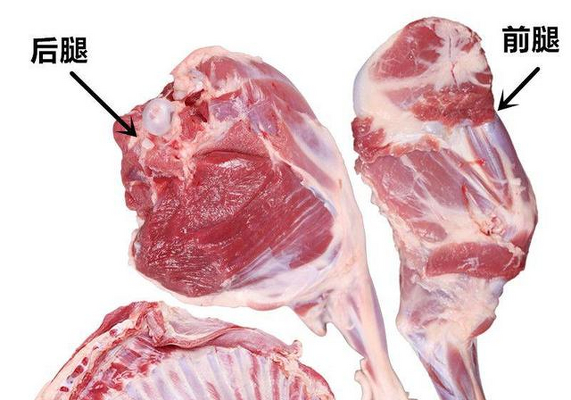 羊后腿的运动量相对来说不如羊前腿,但后腿主要起到支撑的作用,平时羊