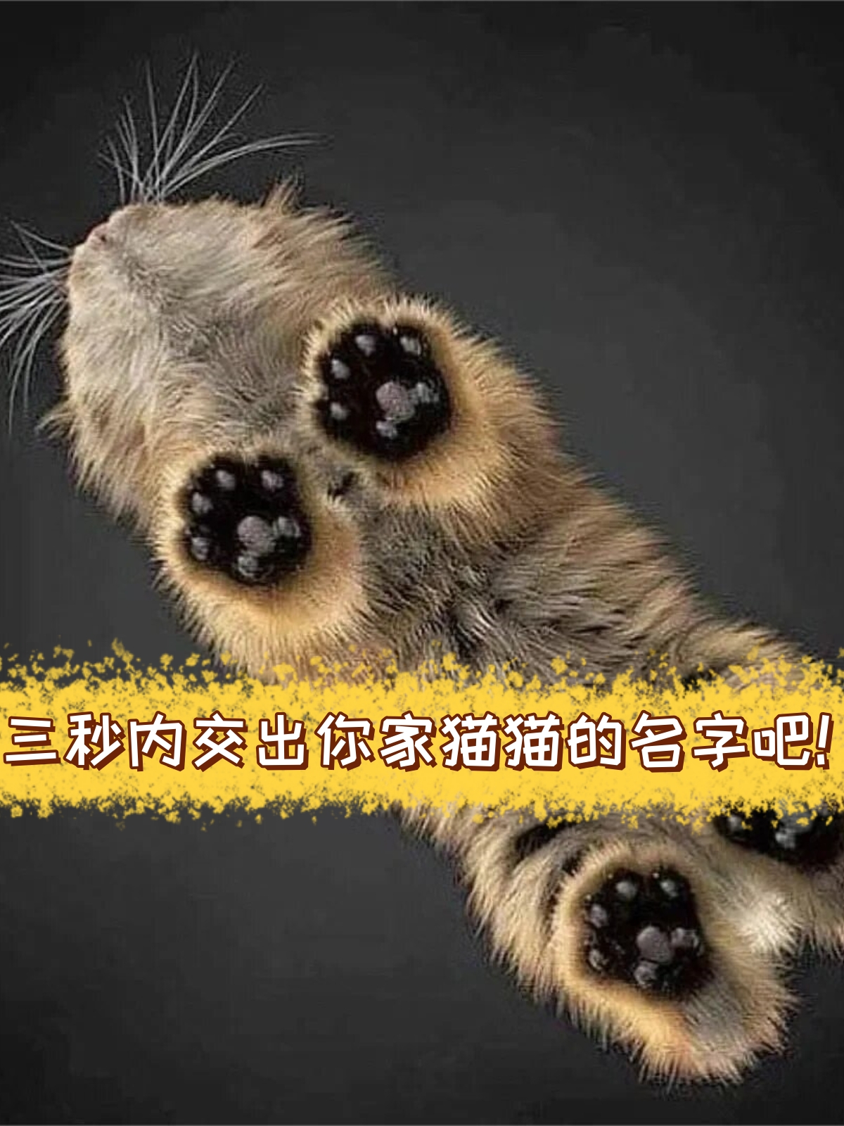 三秒内交出你家猫猫的名字吧