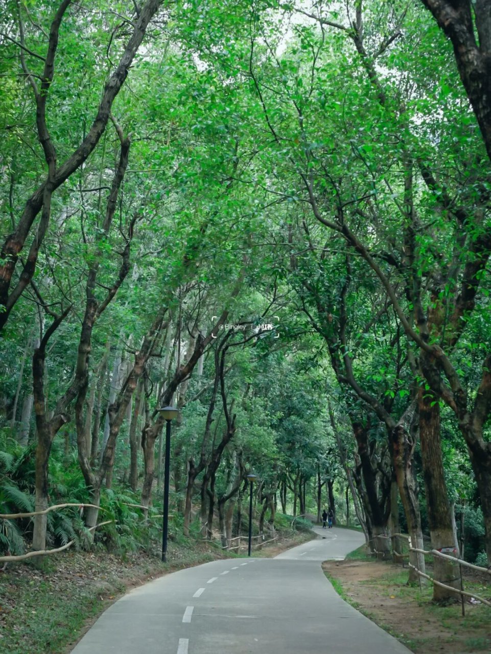 深圳燕晗山郊野公园之美  在深圳的市中心,隐藏着一个让人倍感舒适的