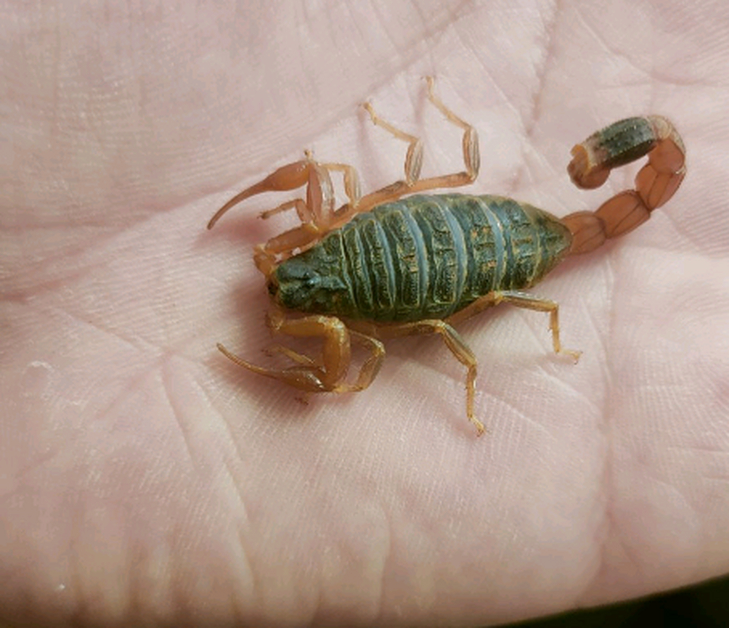 这种蝎子是有毒的吗