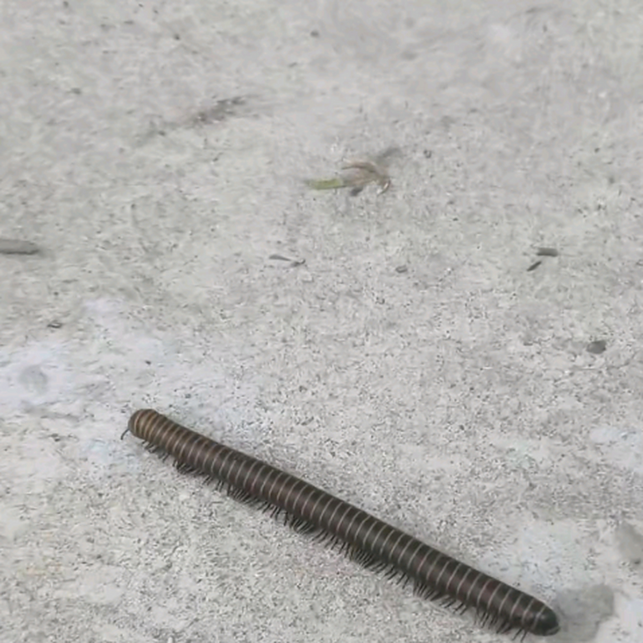 什么虫子能长这么多条腿?