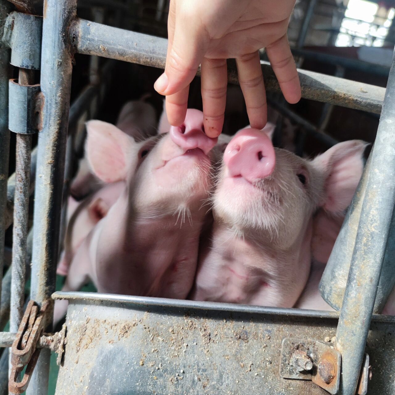 热乎的大头猪照	热乎的大头猪照