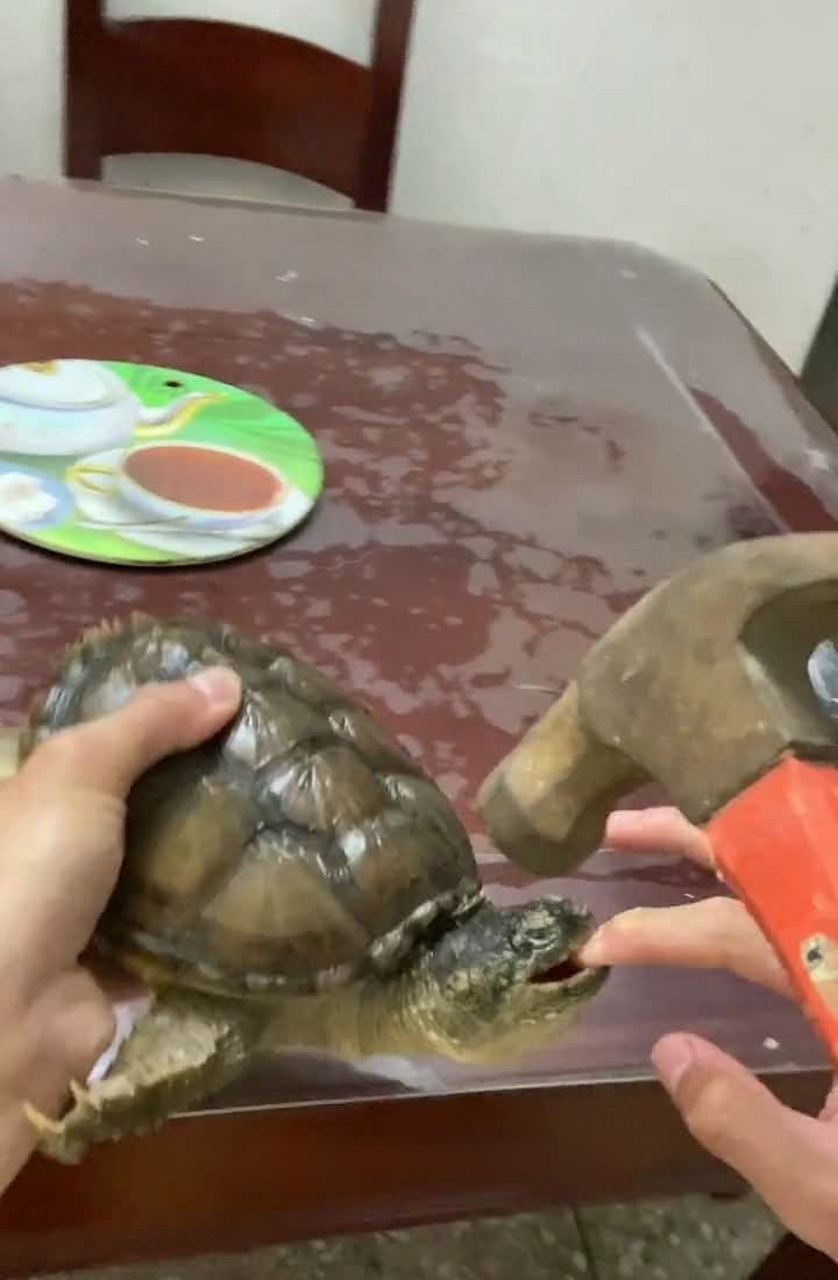 我的手指被乌龟咬了,试了好几种方法都不松手. 我现在应该怎么做?[嘘]