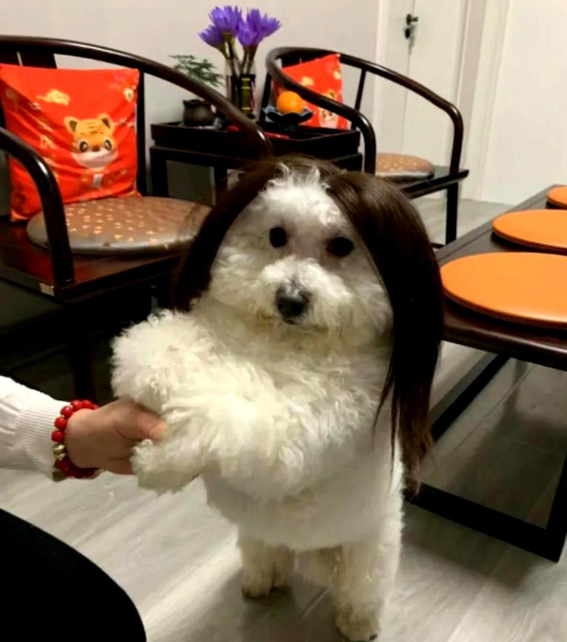 狗戴假发,笑点十足.