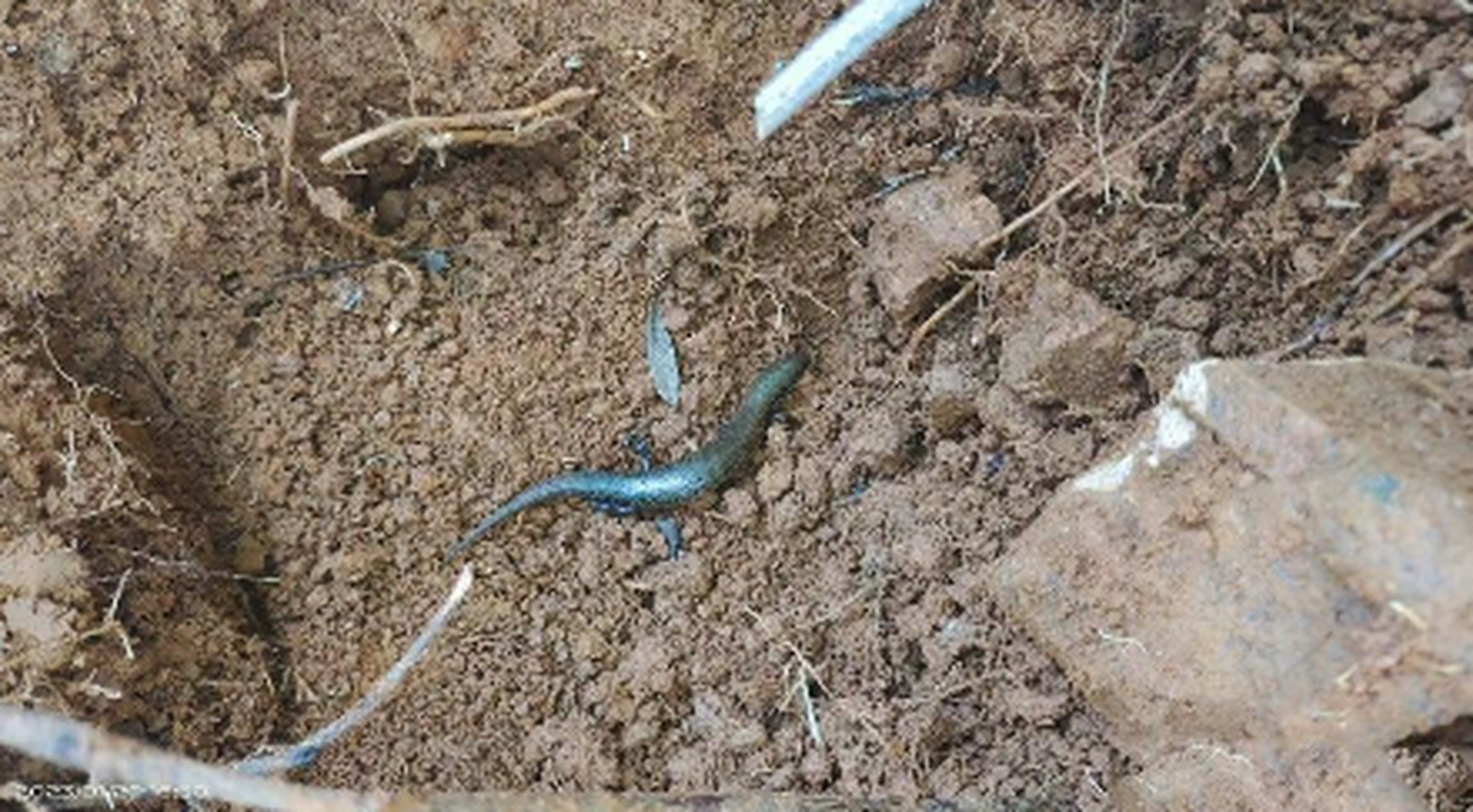 是不是叫地出溜子 ?