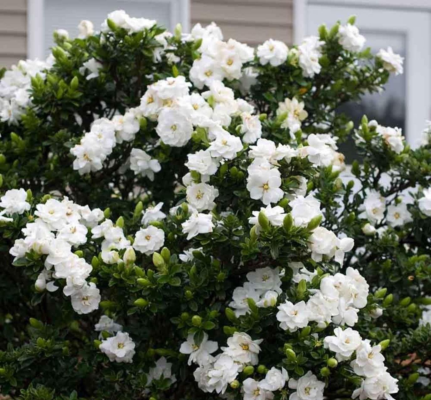 栀子花是一种多年生的木本花卉,是一种常绿灌木,它的叶片四季常绿