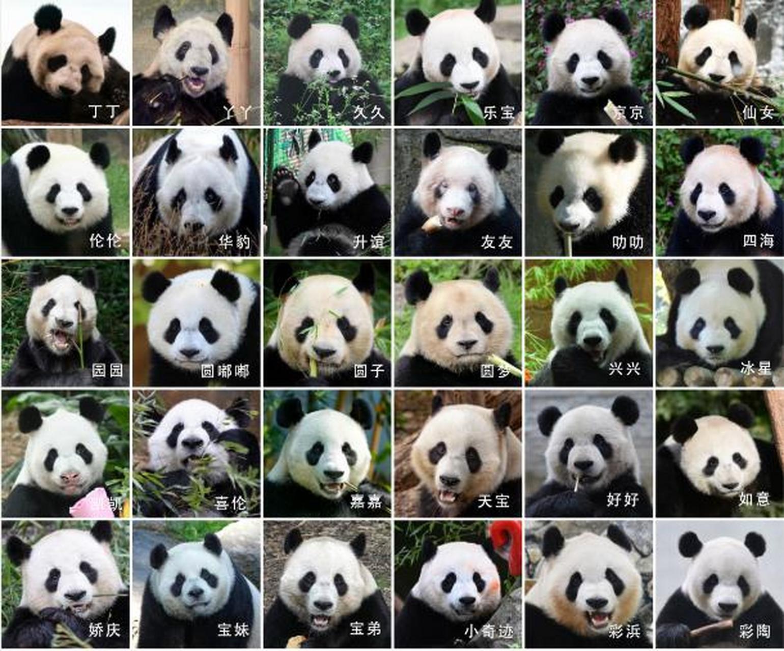 大熊猫的种类品种图片