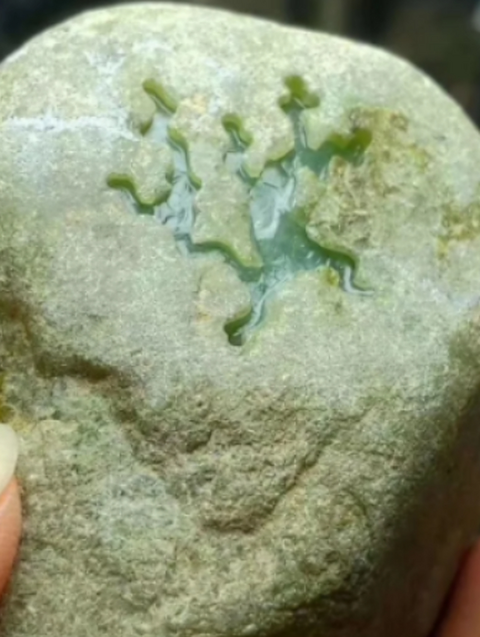 点击头像看直播##翡翠原石# 老场口南奇开窗冰绿低精品料 料子种廊忖