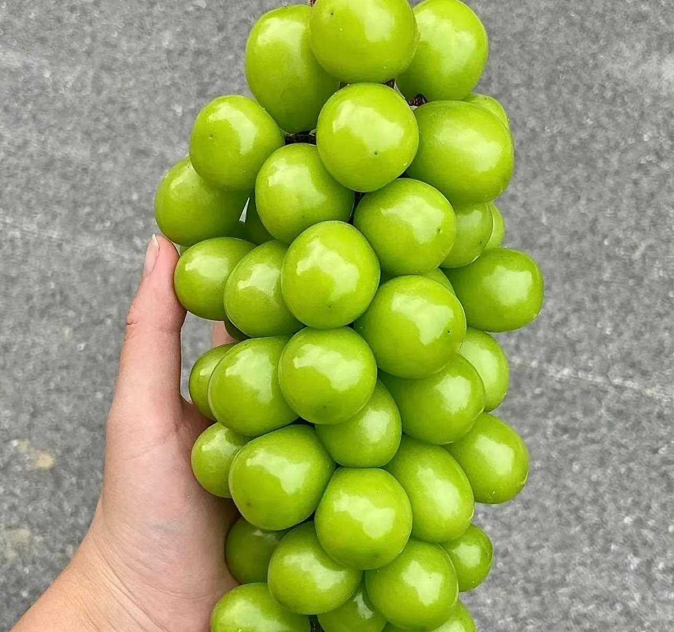 葡萄界爱马仕 !