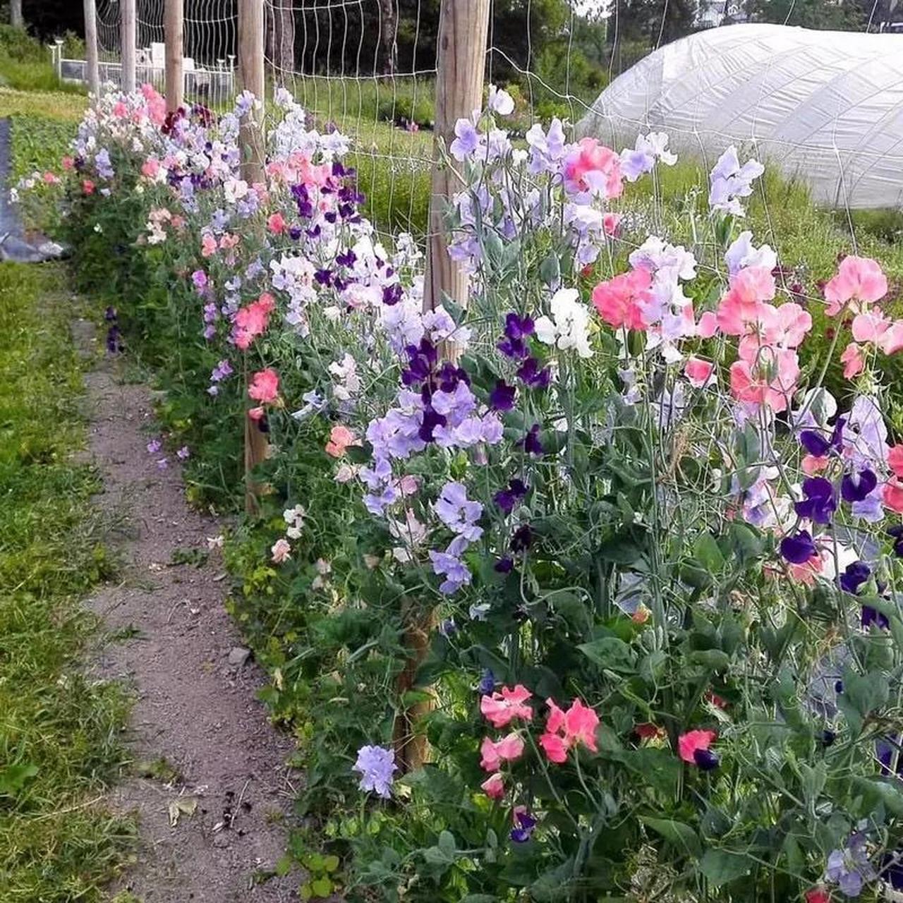 香豌豆又叫麝香豌豆,花豌豆,是近几年非常受欢迎的观赏花卉,它品种