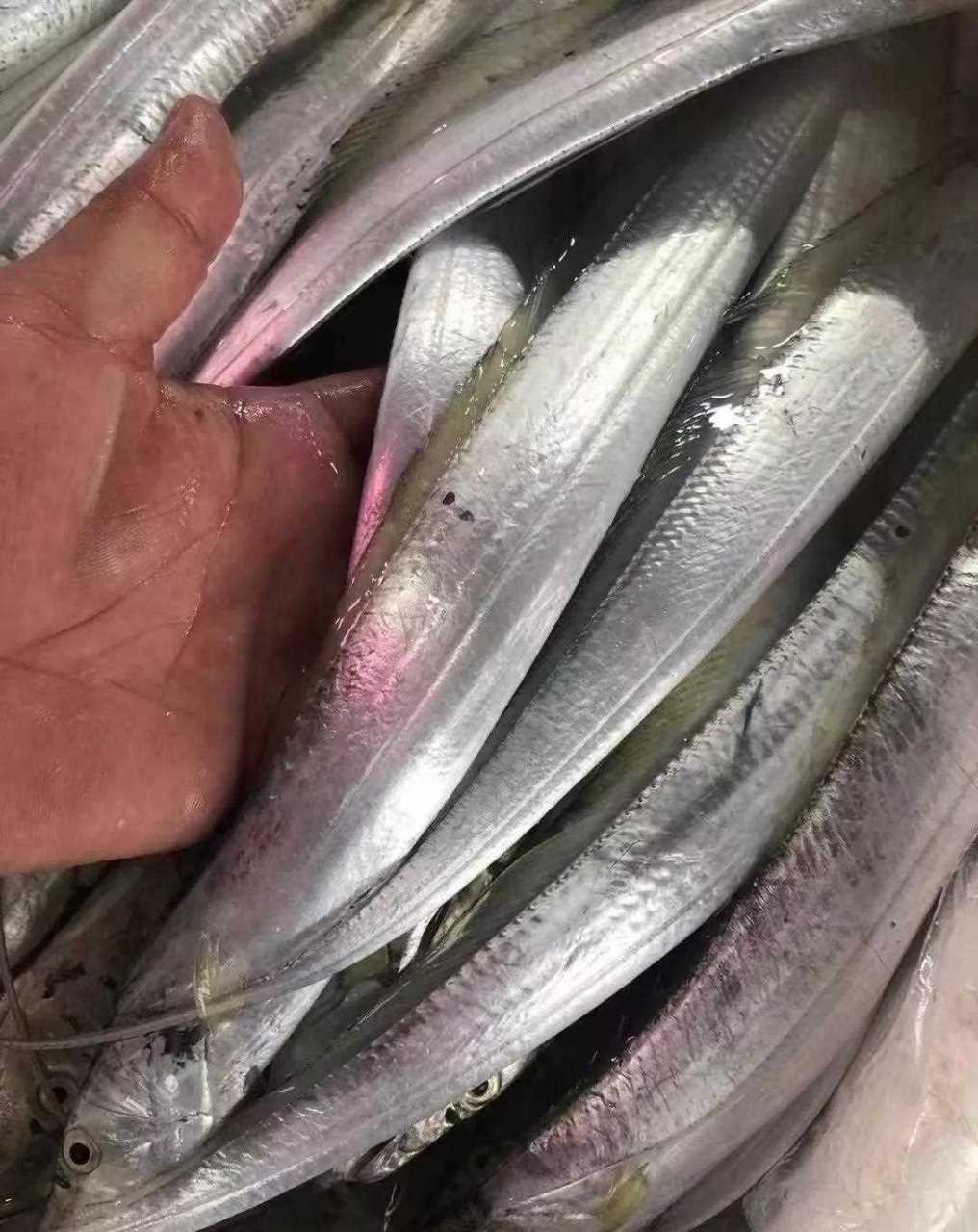 黄旗带鱼 又叫金翅,带鱼品种中最鲜嫩[强]只要一勺酱油,一勺豆酱,几片