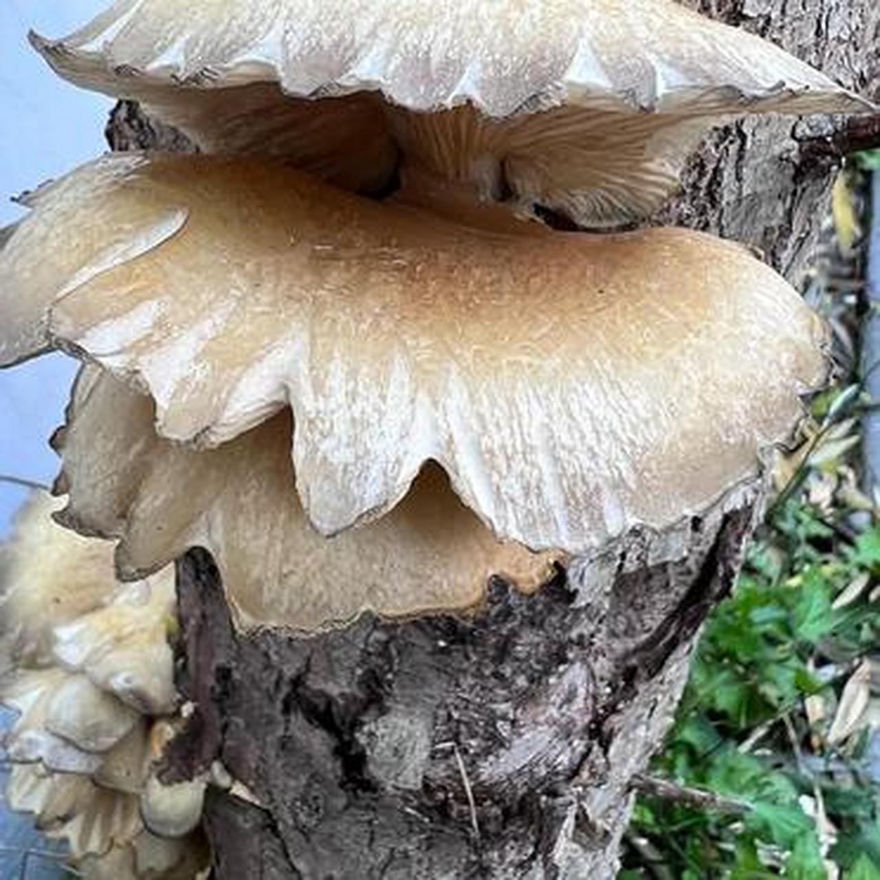 杨柳树上面长的蘑菇,看样子也不像有毒,这可以吃吗?