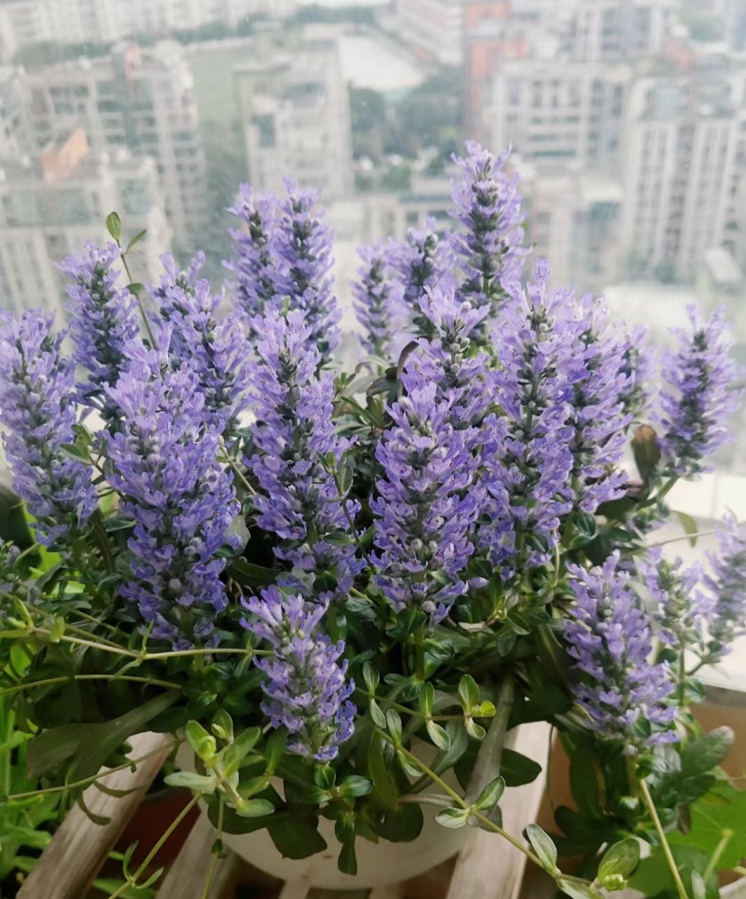 阳光,院子光照不多的,建议养这种花——姬十二单筋骨草,一种耐阴,耐寒