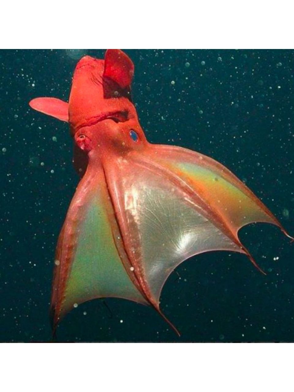 学名:vampyroteuthis infernalis 英文:vampire squid 吸血鬼鱿鱼的