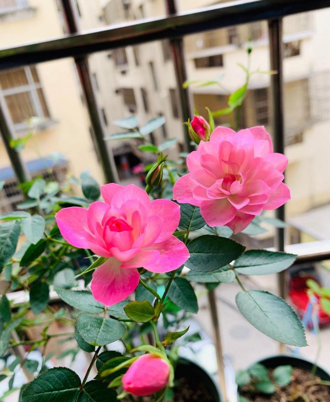 微型月季"繁星天荷",最值得拥有的品种之一,在我心目中排名前三,和