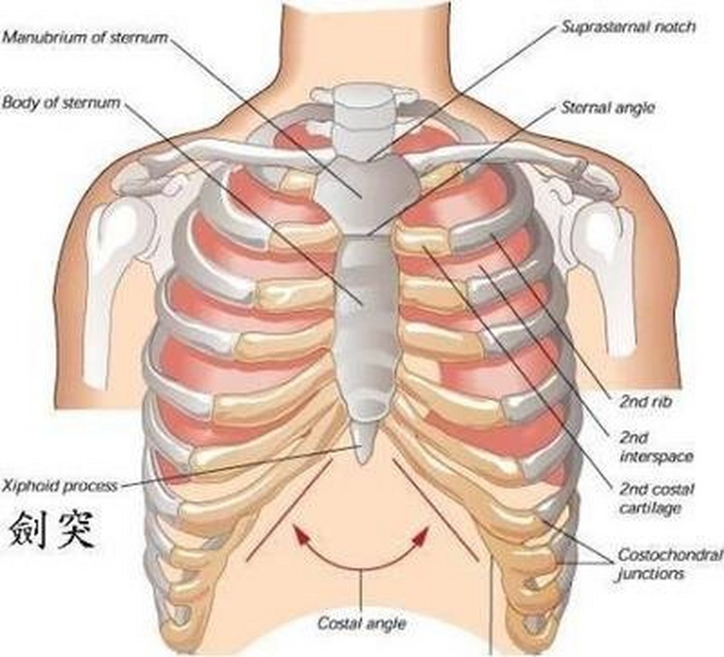 蔽骨怎么摸图片