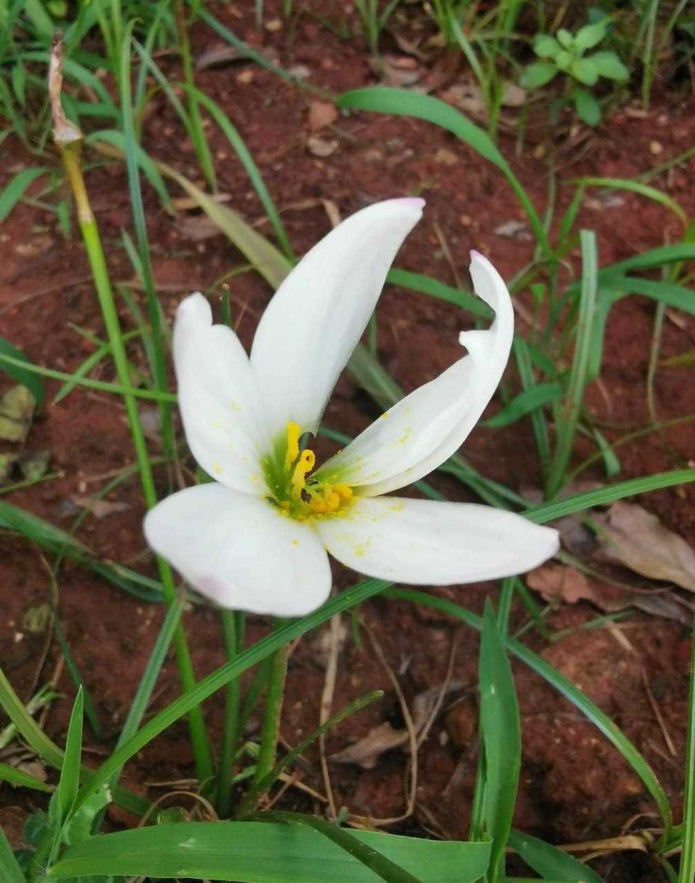我种的白色风雨兰现在开得正好,洁白素雅.