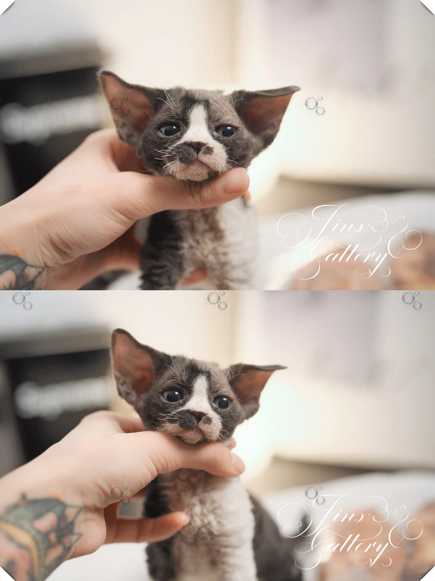 这个小熊猫妹妹真是不可爱吗?