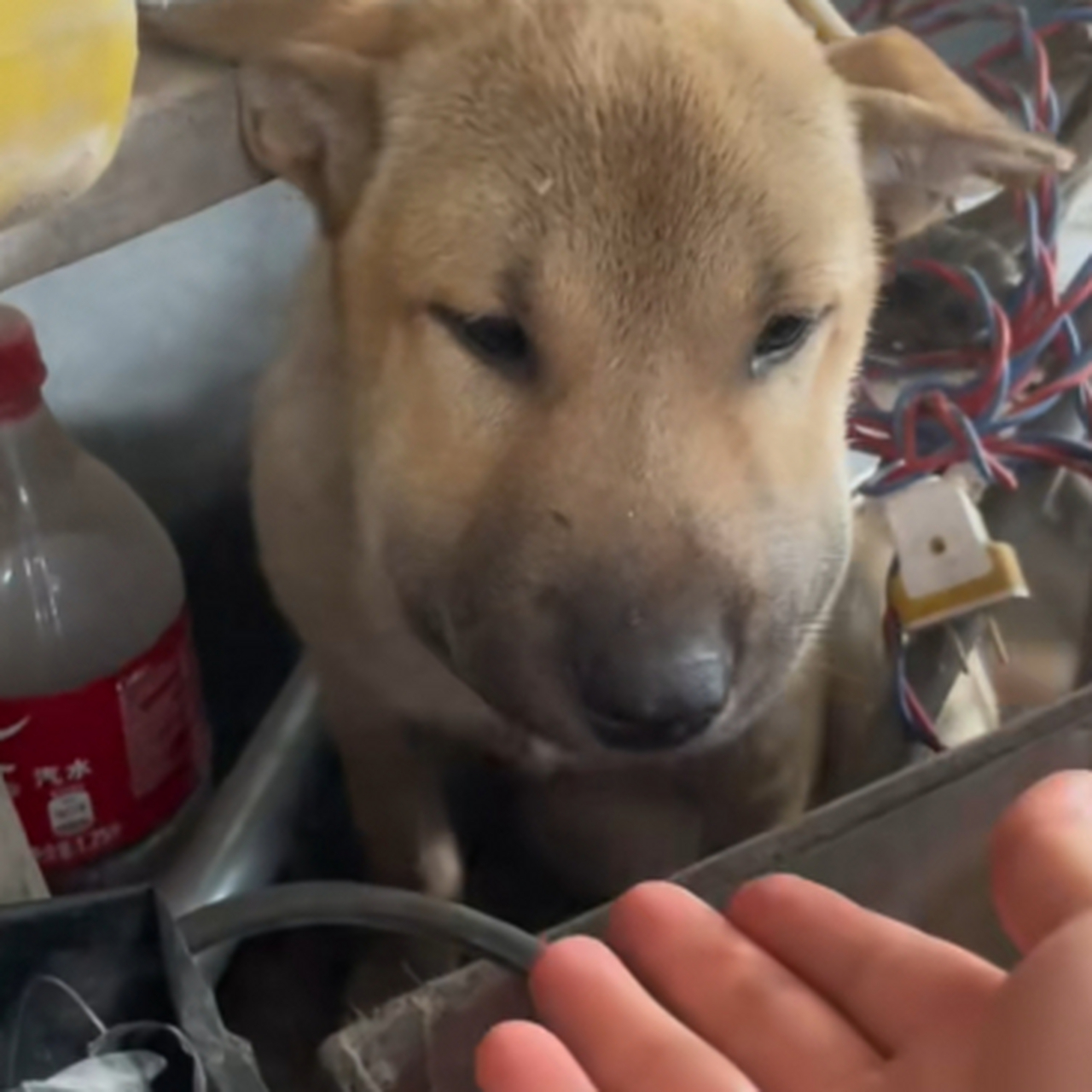 被蜜蜂蛰的狗子,脸肿的像个猪头.