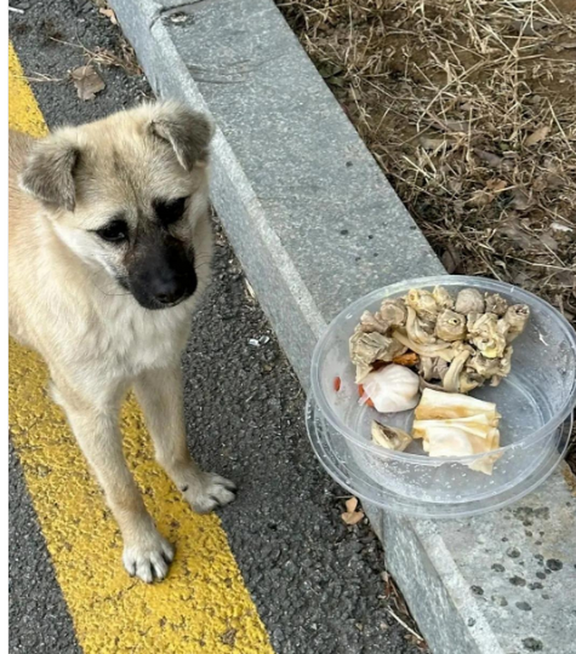 投食流浪狗的伙食也太好了吧