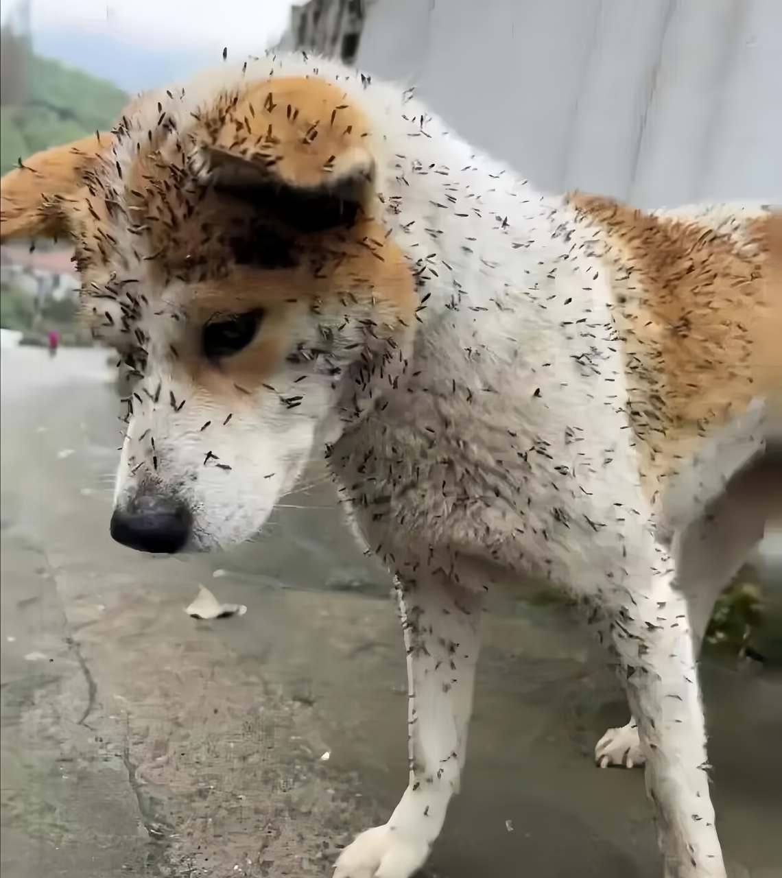 我身上的这个东西是苍耳吗?