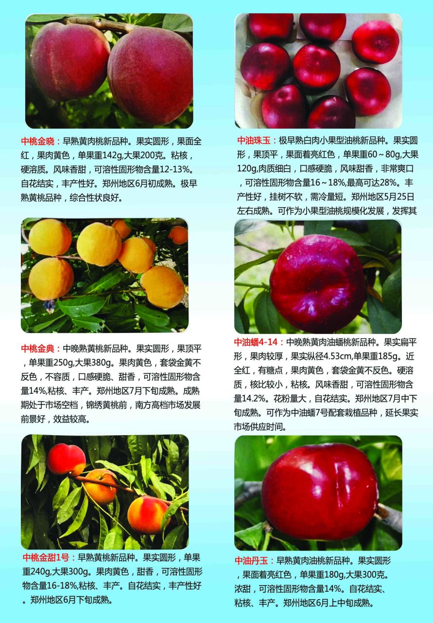 白肉油桃新品种中油早玉桃树苗,中油早玉果面全红亮丽,表光优秀,单果