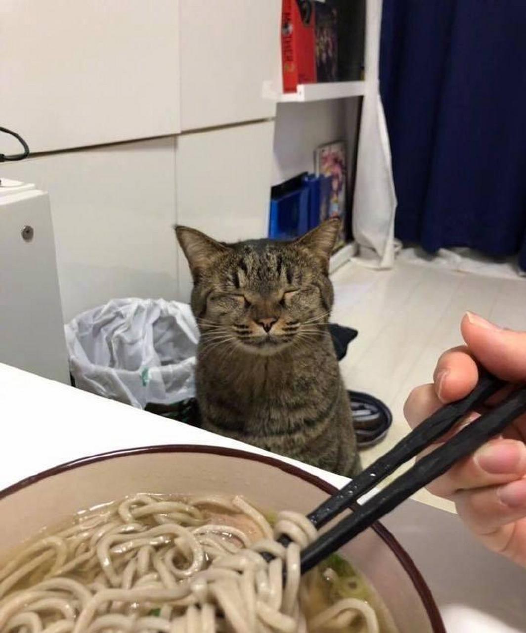 网友:主人在吃面,看到猫咪的表情笑喷了.