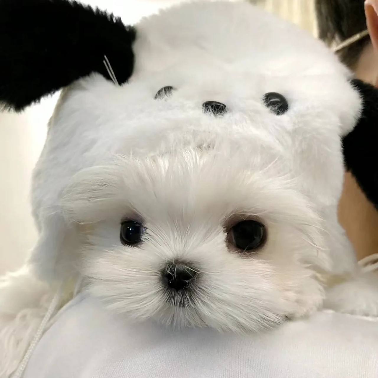 可爱狗狗头像  "我们都在发光  免不了被议论  去做风  不被定义的风"