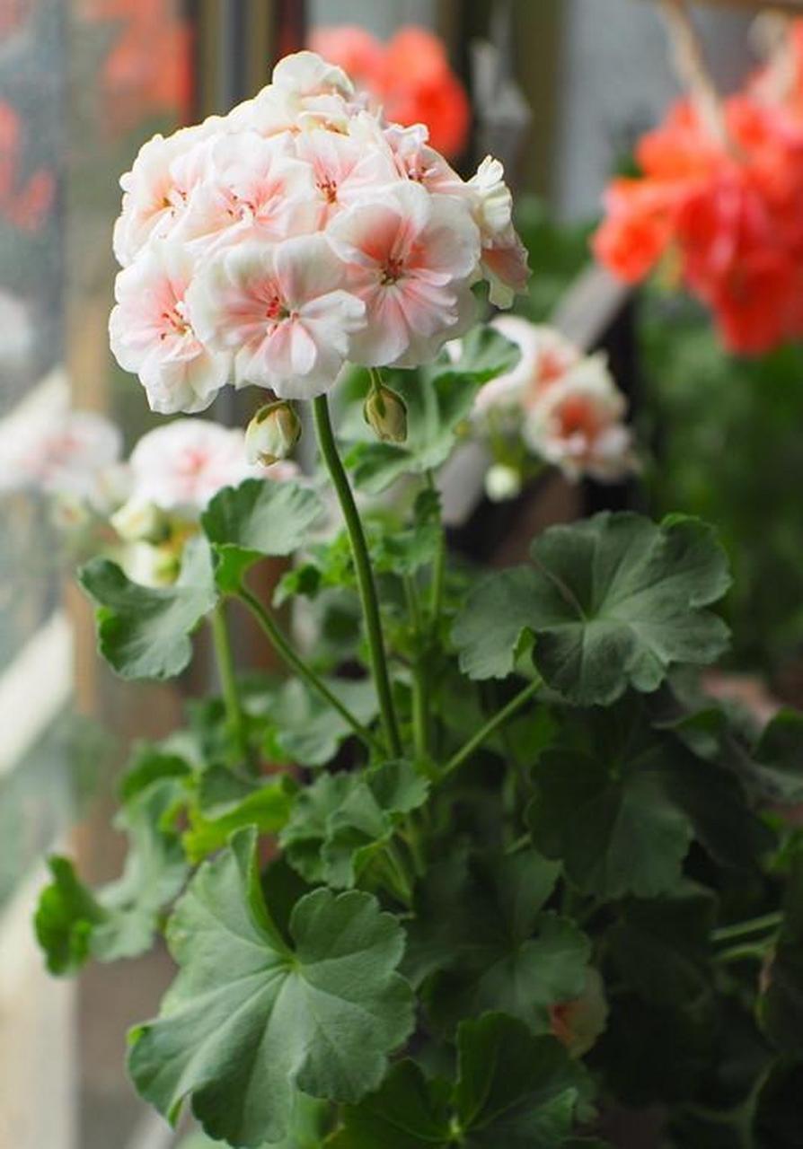 适合养的植物不算多,开花的就更少了,这款天竺葵名品"国王",是个很不