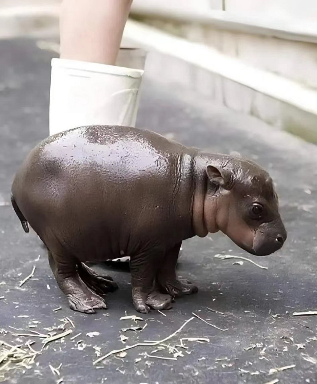 刚出生两个小时的河马,好迷你啊