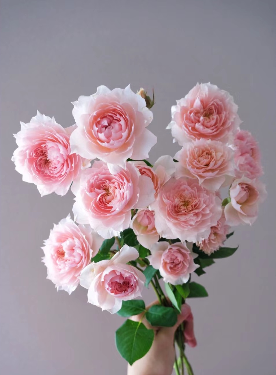 这种花名叫"莫妮卡戴维",月季花界的"仙女",小灌木,株高60-100厘米